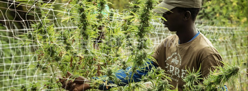 Harvesting Cannabis