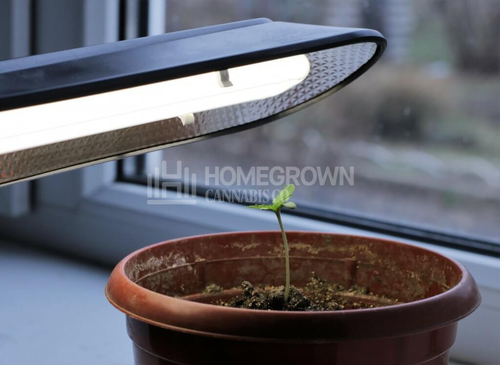 Cannabis Seedling