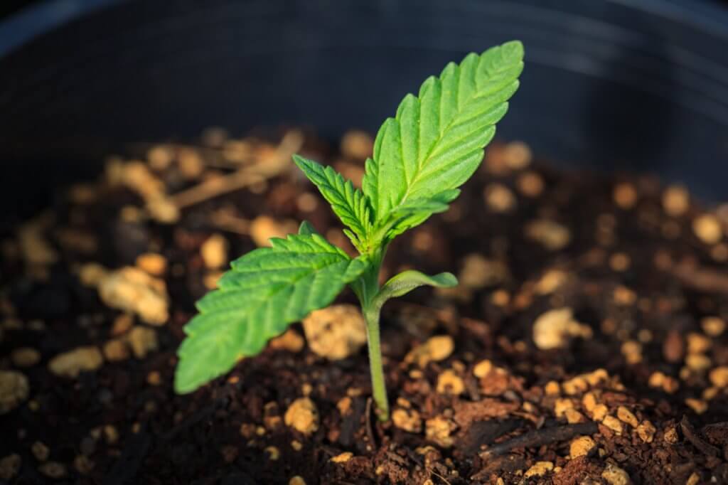 A cannabis sprout beginning to grow in soil