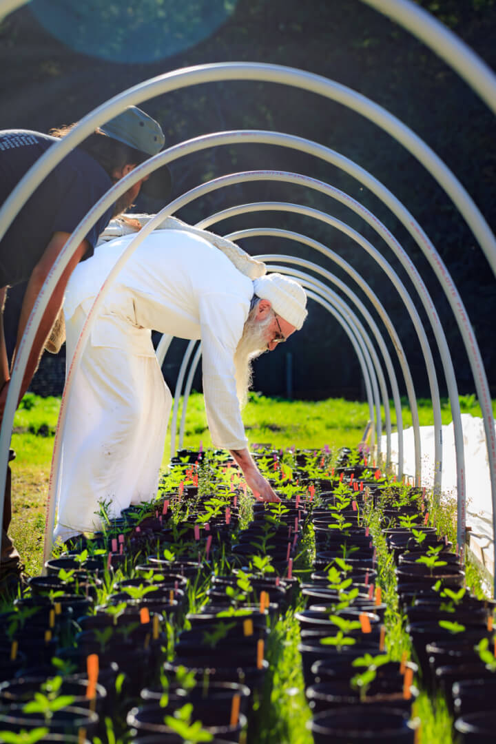 Swami inspecting all of the cannabis sprouts