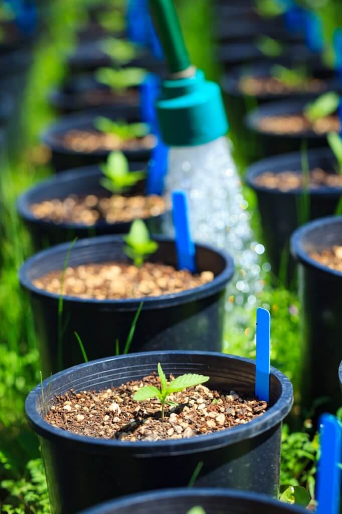 Cannabis plants growing outdoors in their early stages being watered