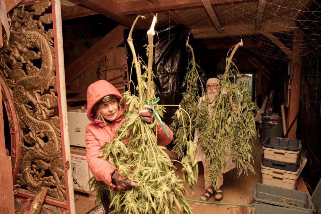 Nikki & Swami carrying in branches to dry