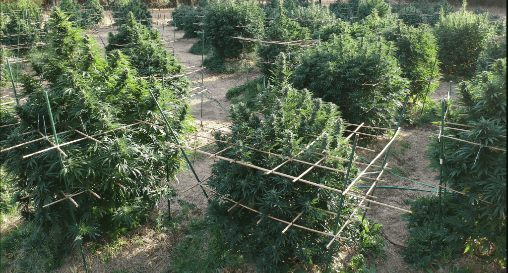 Horizontal trellising using eco-friendly materials.