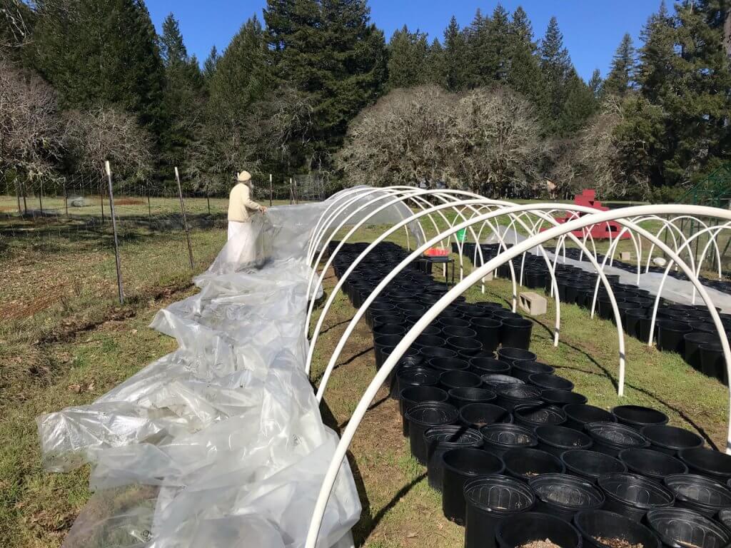 Swami removes cover off cold frame