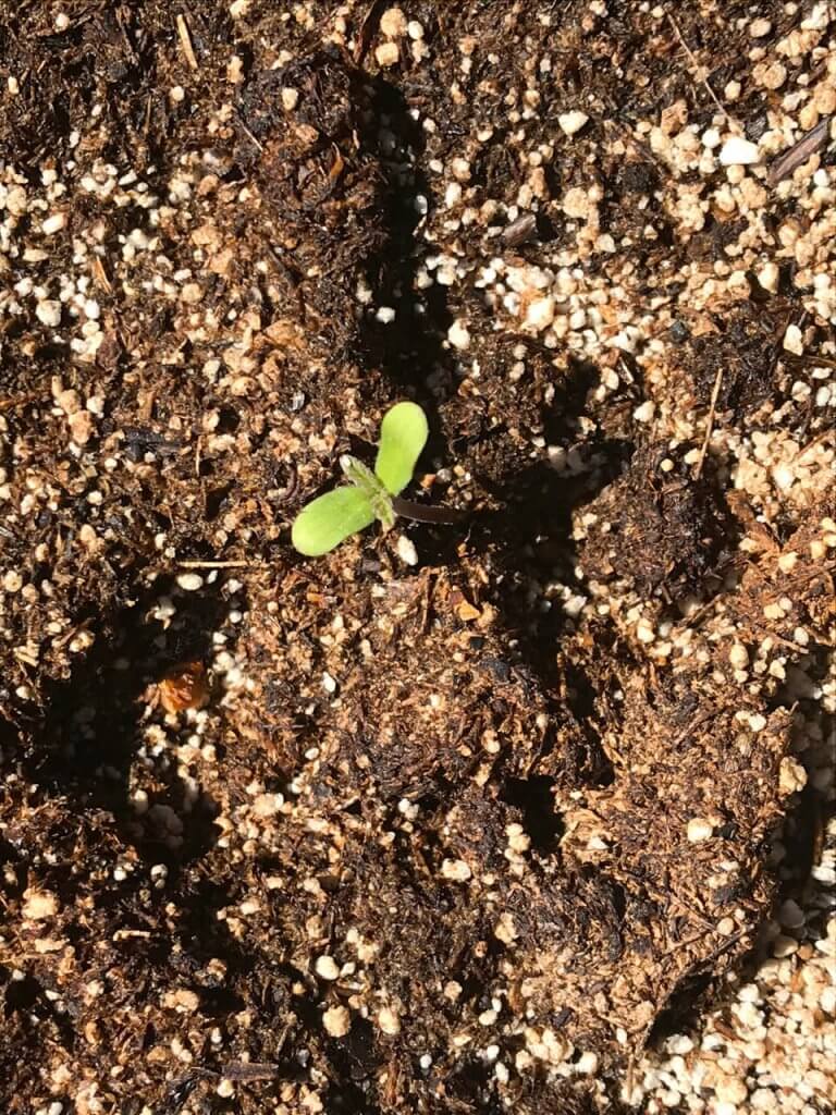 cotyledon leaf