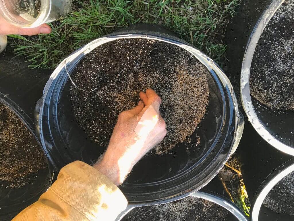 Swami places sprouted seeds gently into soil