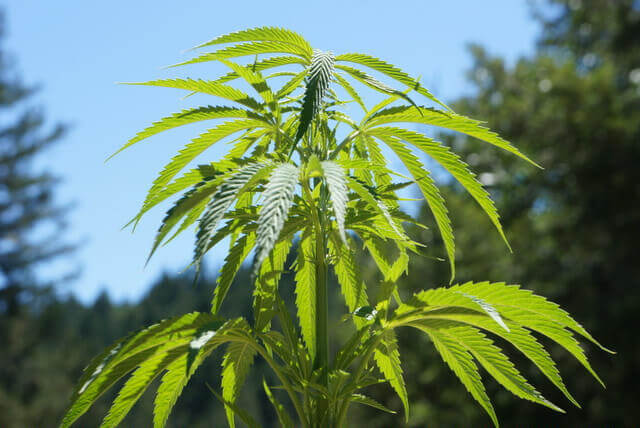 outdoor sativa plant