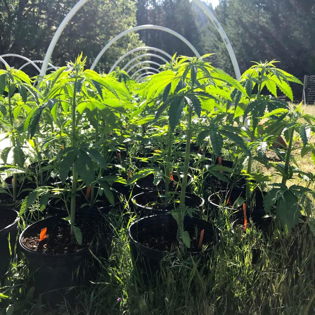 Cannabis plants in vegetative stage