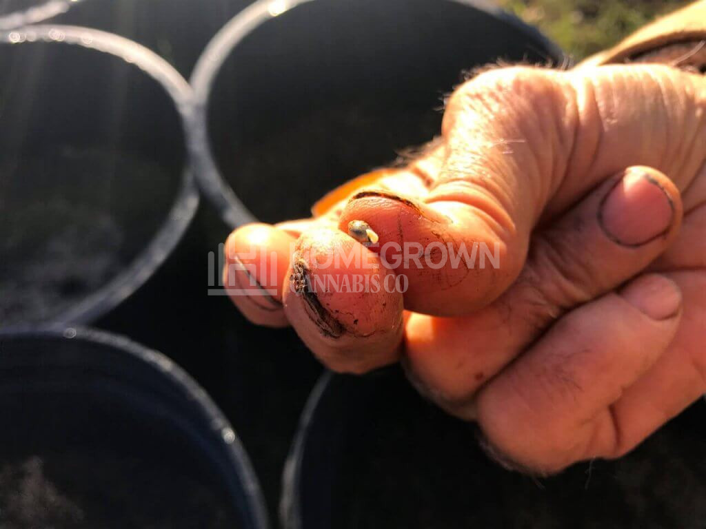 Swami holds a sprouted seed ready for planting.