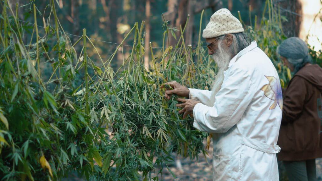 Hanging cannabis plants