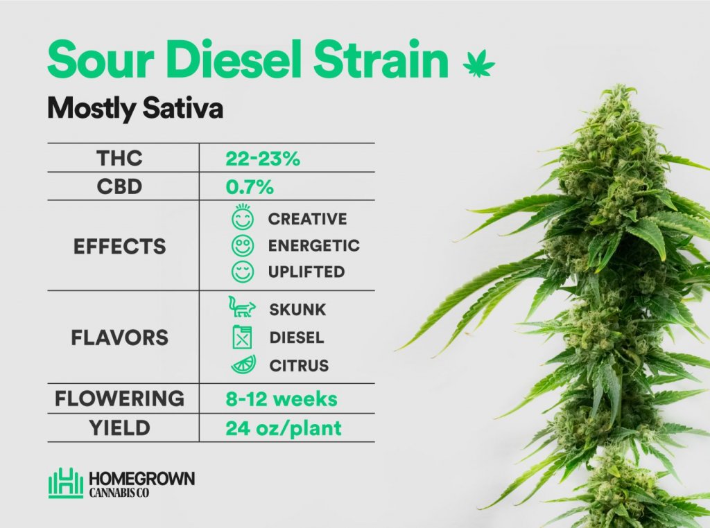 Sour Diesel Strain