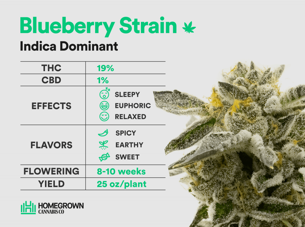 Blueberry Strain