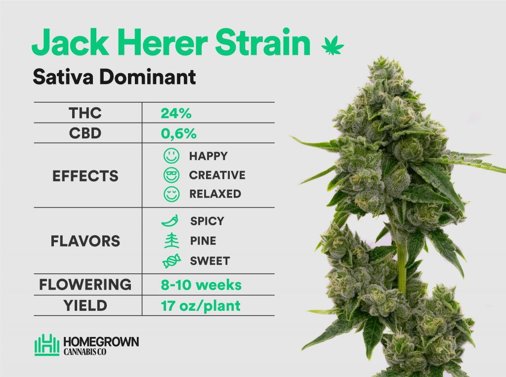 Jack Herer Strain