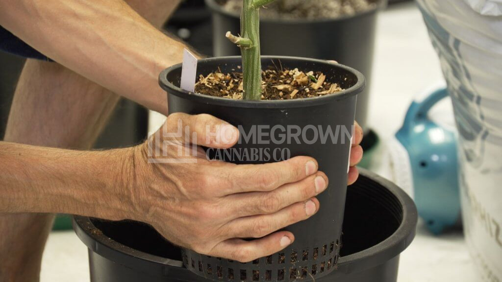 Kyle Kushman transplanting cannabis plant