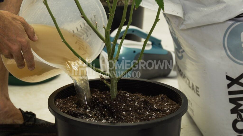 Transplanting Cannabis