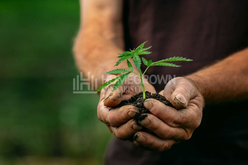 Transplanting cannabis