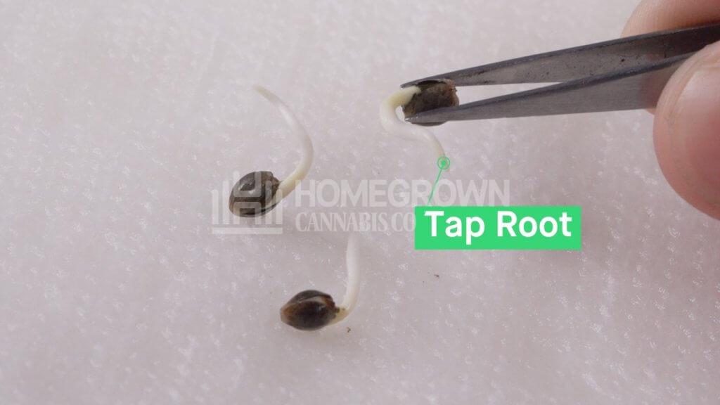 how to germinate marijuana seeds - paper towel (2)