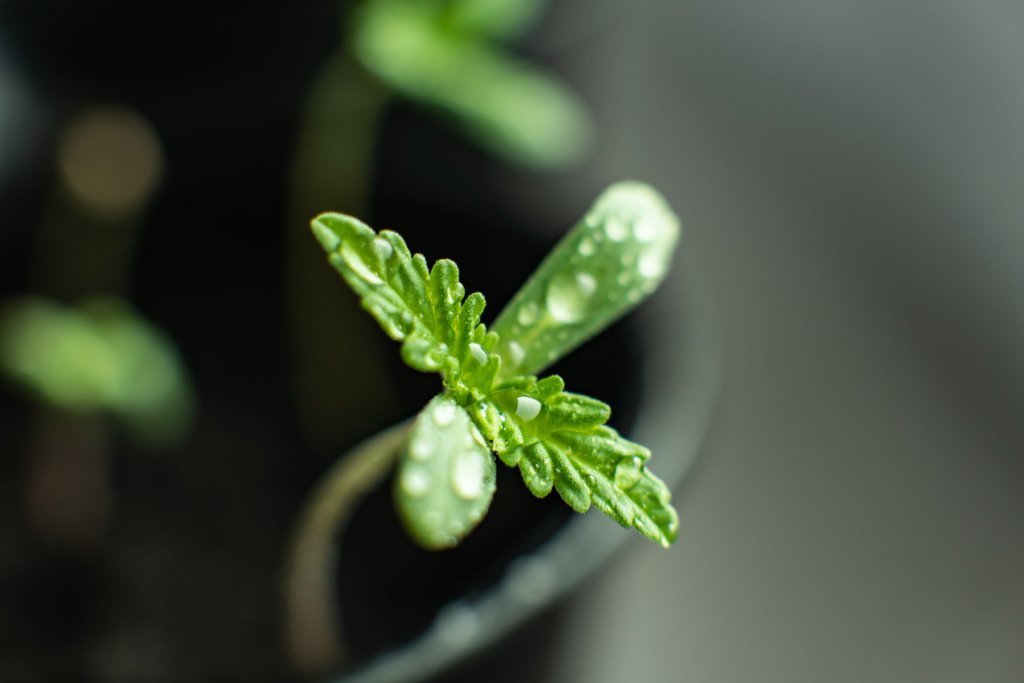 cannabis seedling