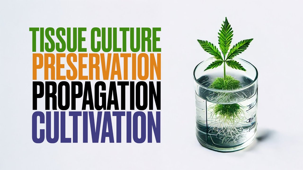 What is Plant Tissue Culture?