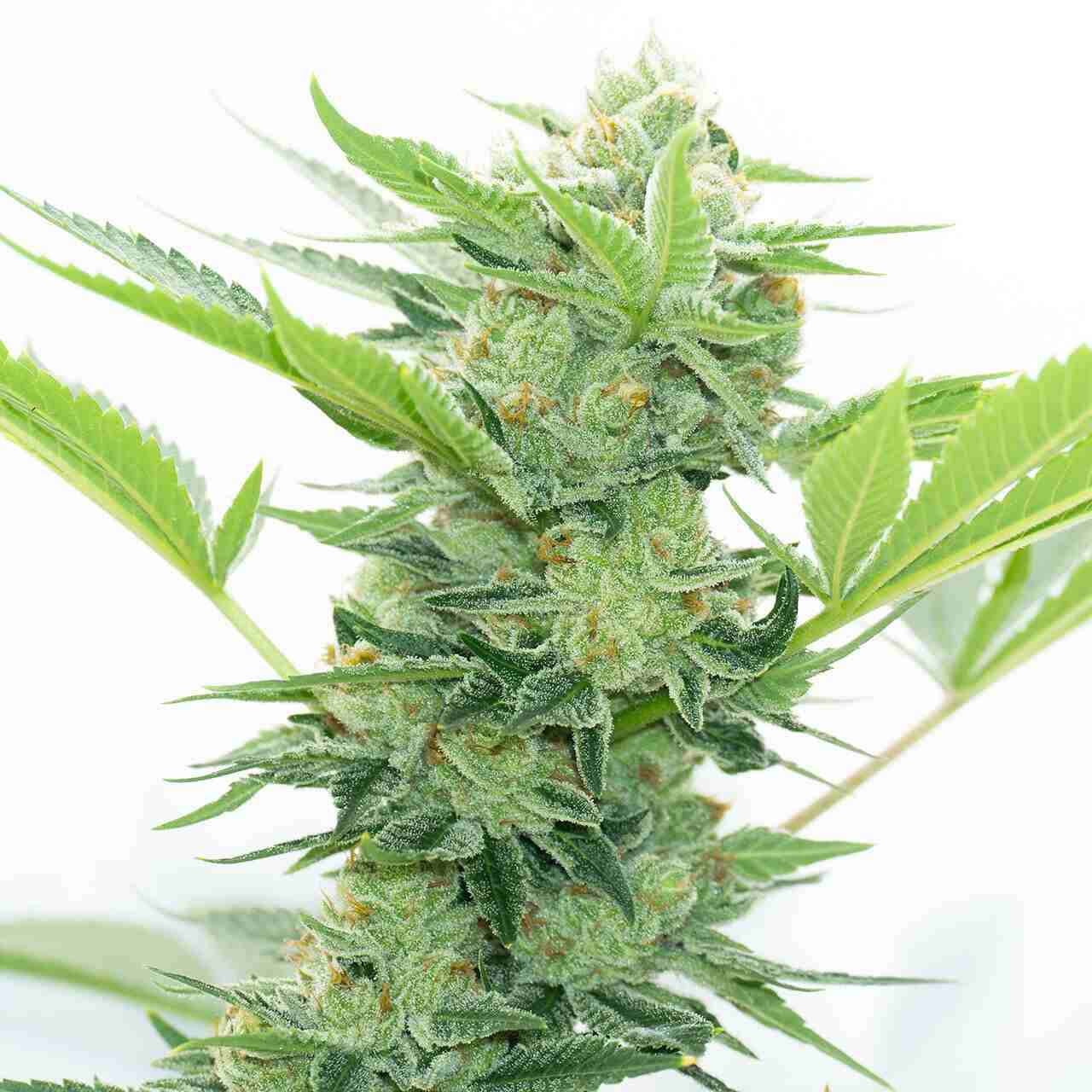 Buy Runtz Autoflower Cannabis Seeds | Homegrown Cannabis Co.