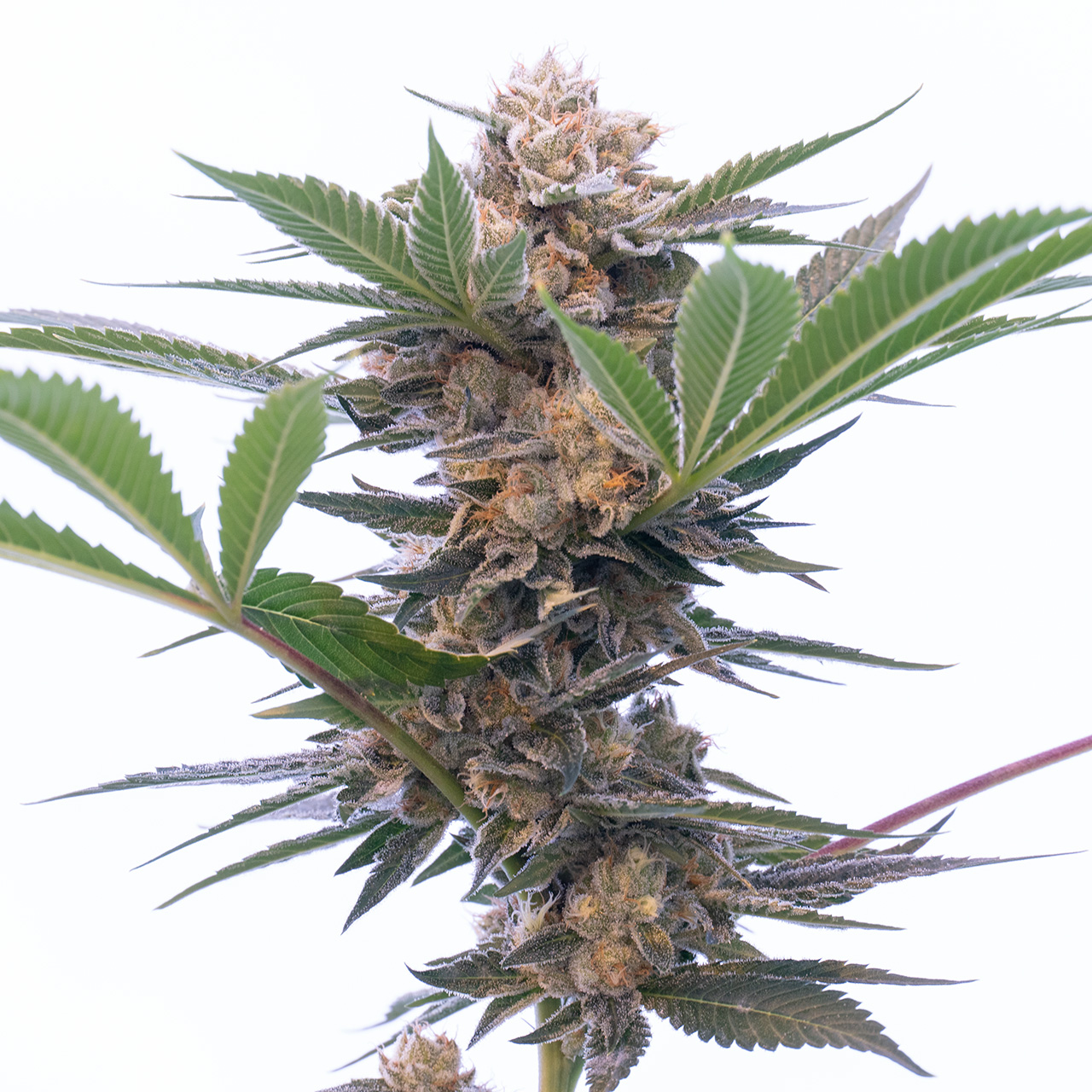 Granddaddy Purple Auto Seeds Seeds | Homegrown Cannabis Co.