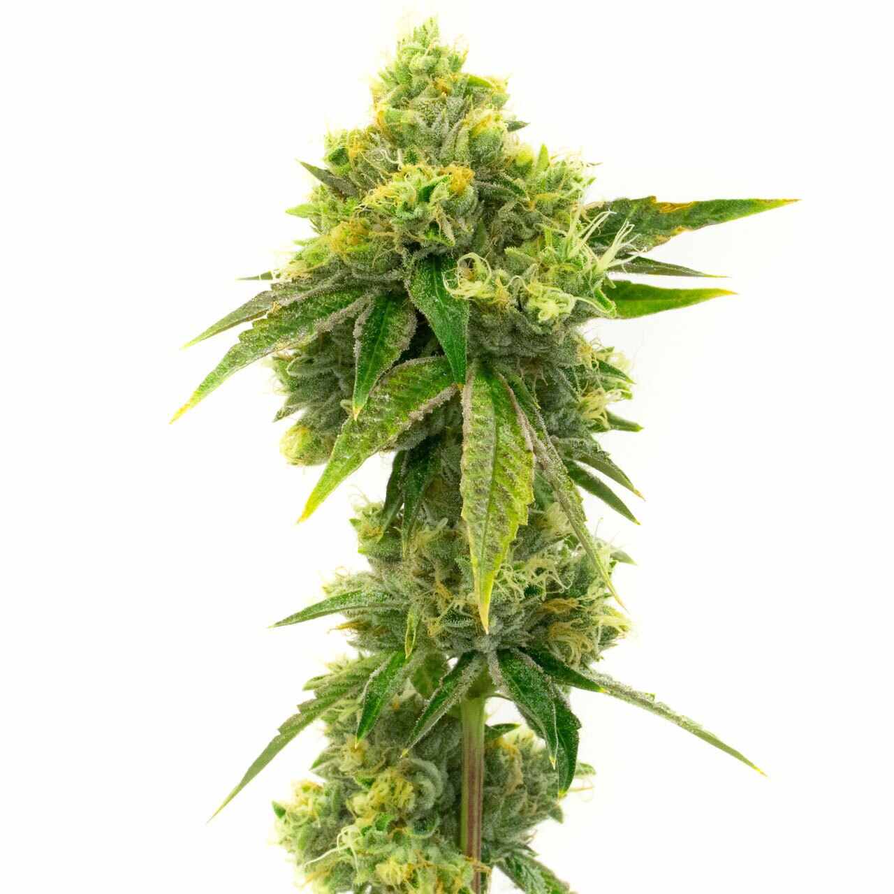 Northern Lights Seeds Feminized | Homegrown Cannabis Co.
