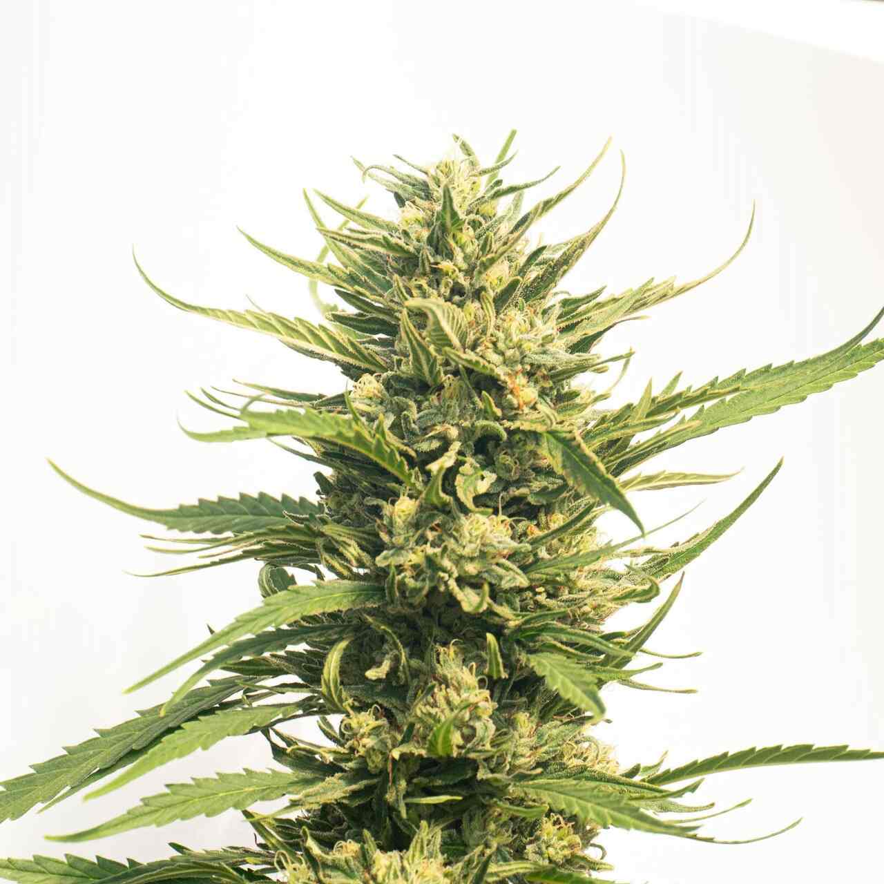 Big Bud AutoFlower Seeds For Sale | Homegrown Cannabis Co.