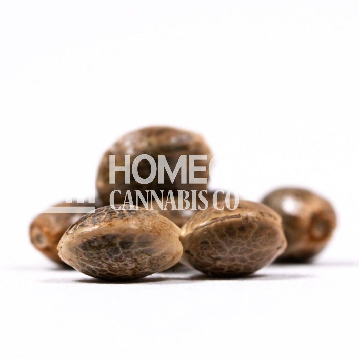 Baked Apple Feminized Cannabis Seeds