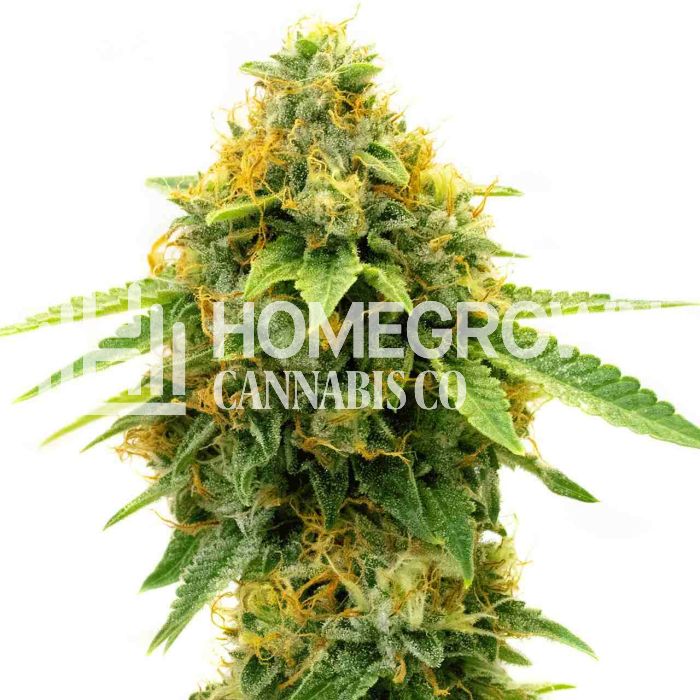 Pineapple Haze Feminized Cannabis Seeds