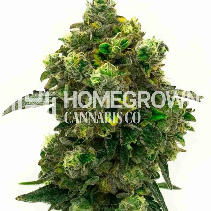 Green Crack Feminized Cannabis Seeds