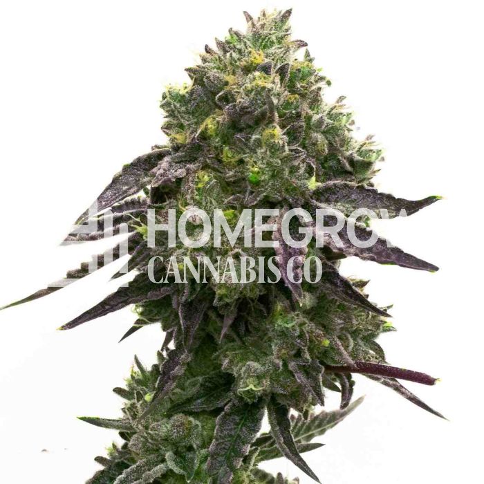 Blue Quartz Feminized Cannabis Seeds