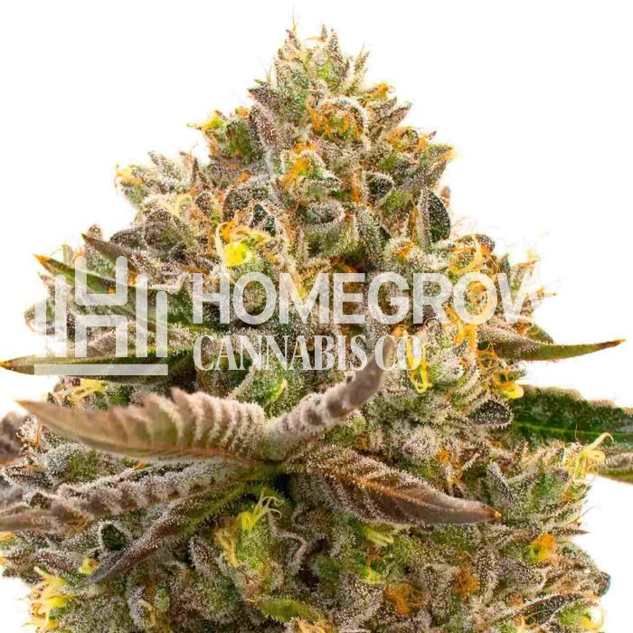 Purple Sunset Autoflower Cannabis Seeds