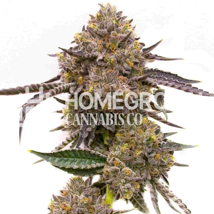 Purple Haze Feminized Cannabis Seeds