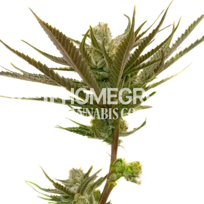 Critical Purple Autoflower Cannabis Seeds