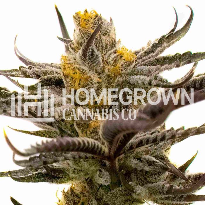 White Russian Fast Version Cannabis Seeds