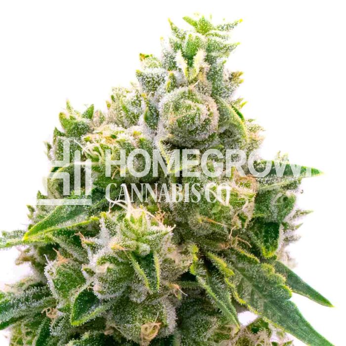 Baked Apple Feminized Cannabis Seeds