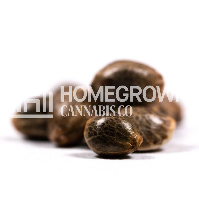 Northern Lights Autoflower Cannabis Seeds