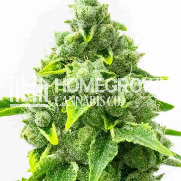 Rainbow Glue Feminized Cannabis Seeds