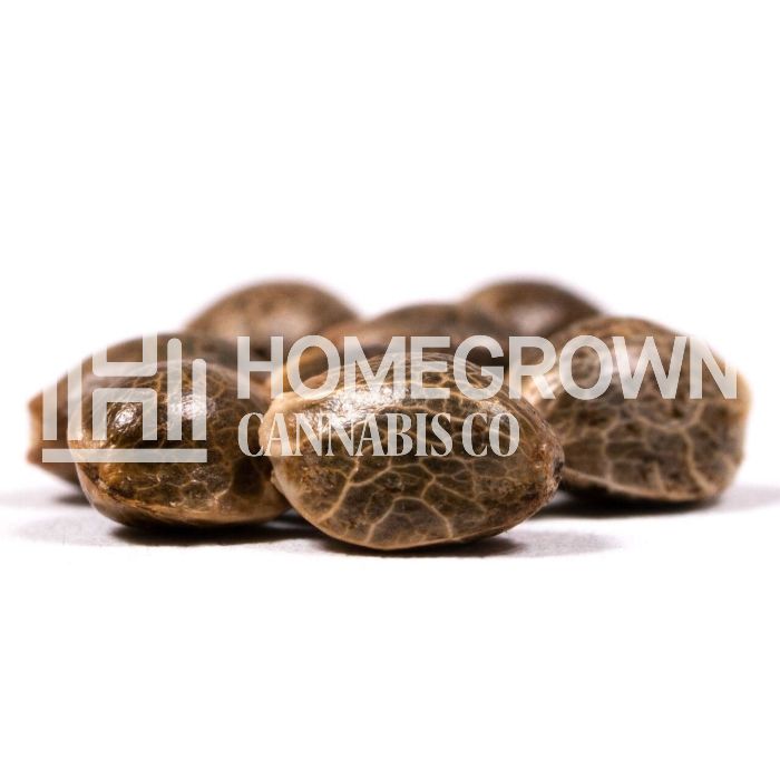 Runtz Autoflower Cannabis Seeds