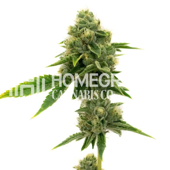 Northern Lights Autoflower Cannabis Seeds