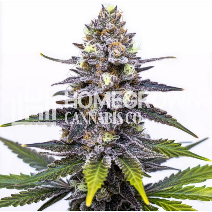 Red Runtz Feminized Cannabis Seeds