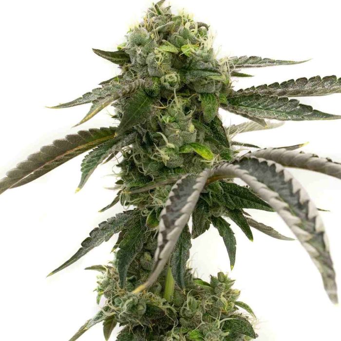 Big Devil Autoflower Cannabis Seeds