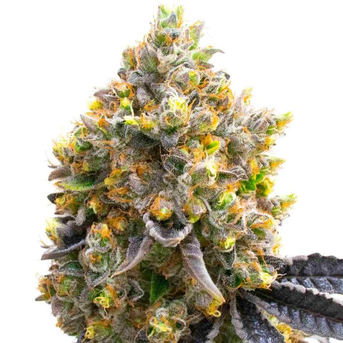 Kyle's Sweet Island Feminized Cannabis Seeds