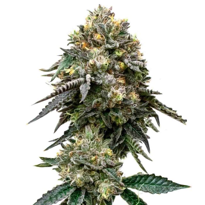 Blackberry Autoflower Cannabis Seeds
