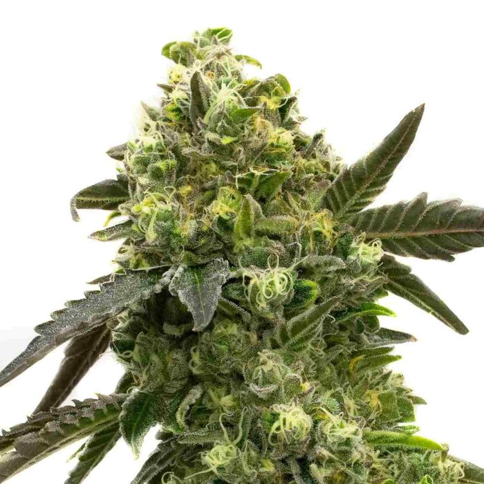 Black Jack Autoflower Cannabis Seeds