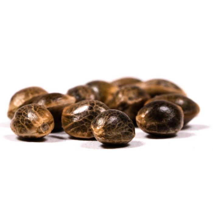 Purple Haze Feminized Cannabis Seeds