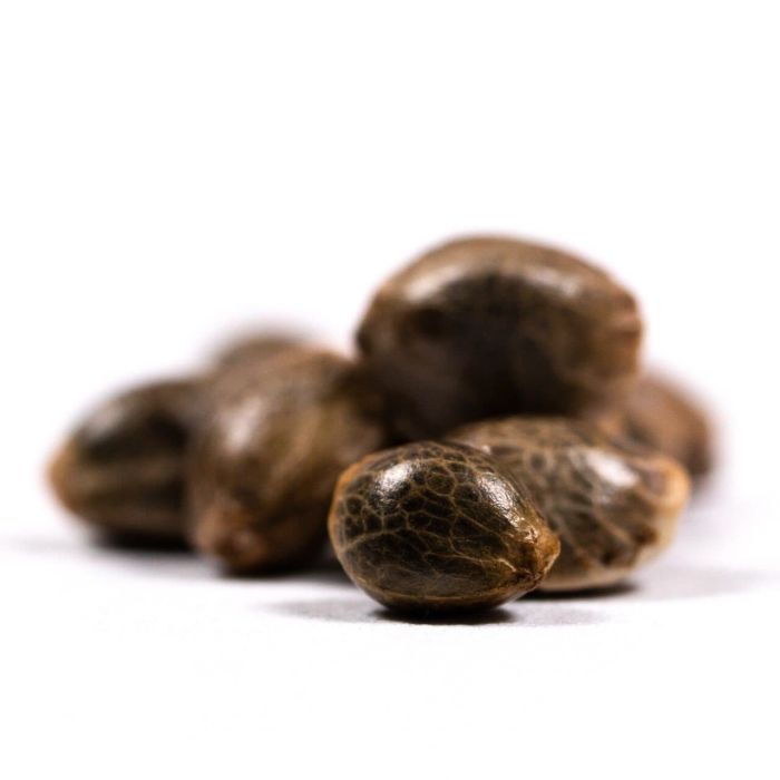 Big Devil Autoflower Cannabis Seeds