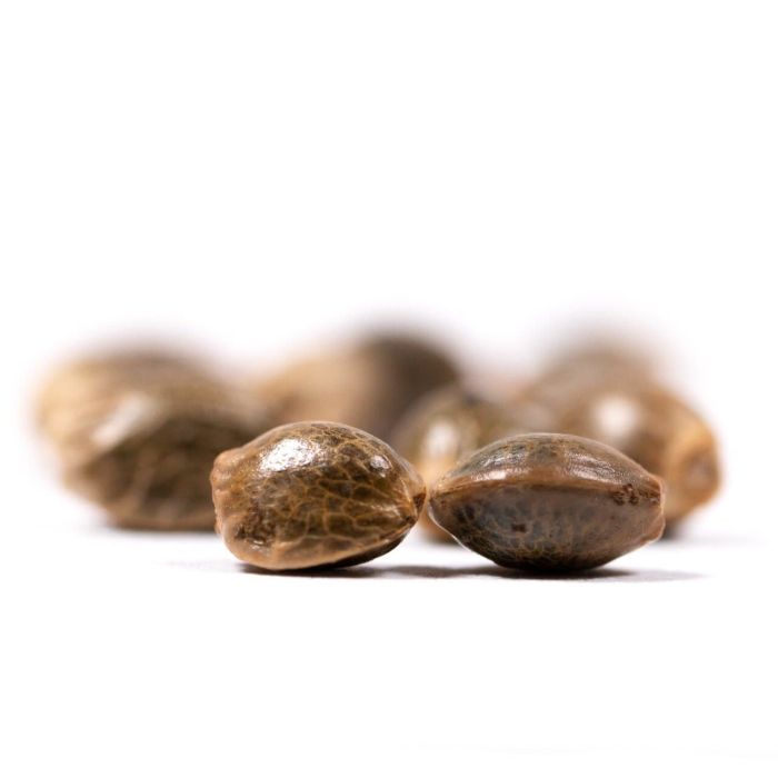 White Widow Autoflower Cannabis Seeds