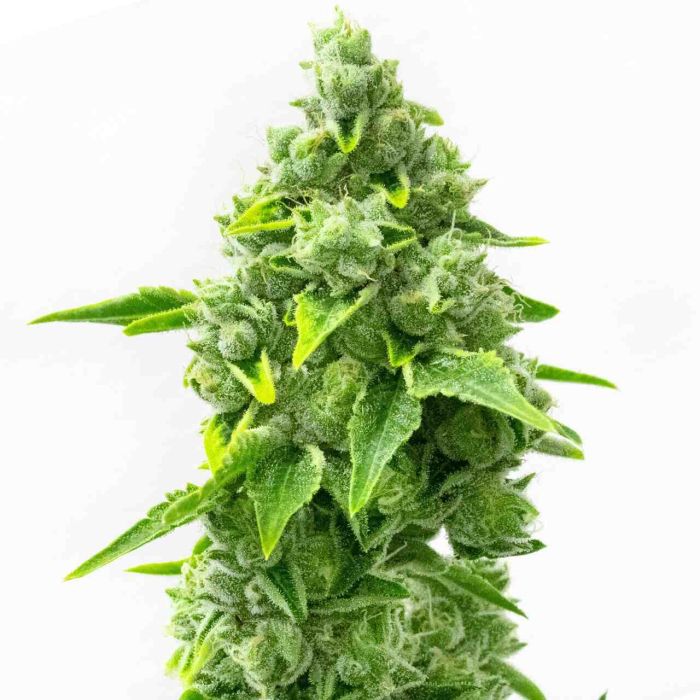 Rainbow Glue Feminized Cannabis Seeds
