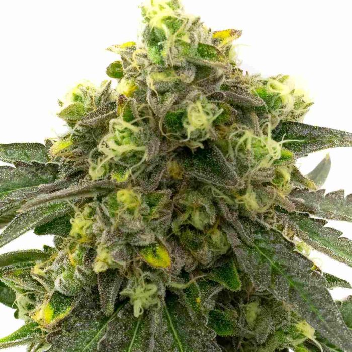 Afghan Kush Feminized Cannabis Seeds